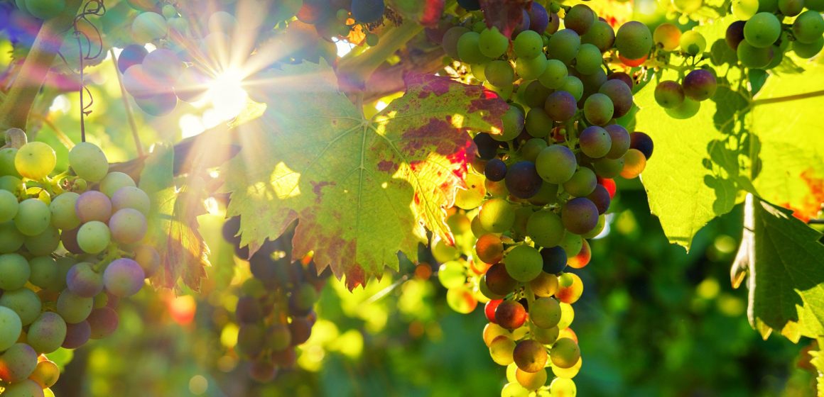 Sugestões para uma Páscoa em casa: Vinhos do Tejo para descobrir e apreciar com calma