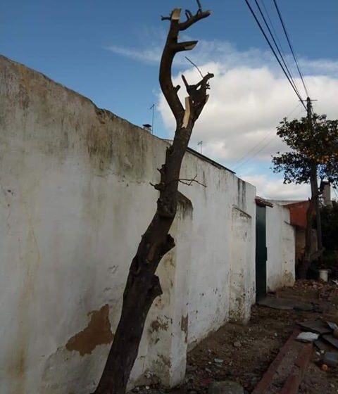 Queixa na GNR: Árvores podadas sem autorização