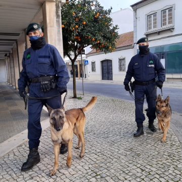 GNR resgata dois cães e constitui três homens arguidos por furto