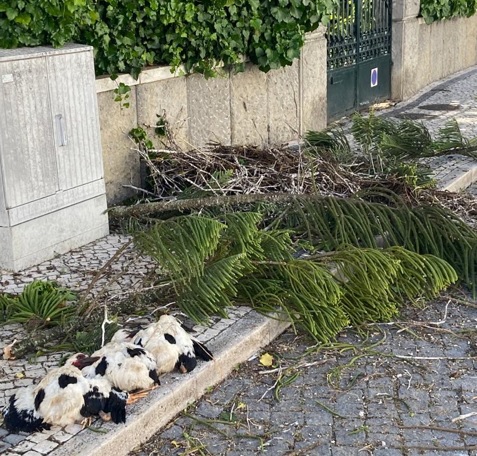 cegonhas arvores Árvore cai e mata três cegonhas