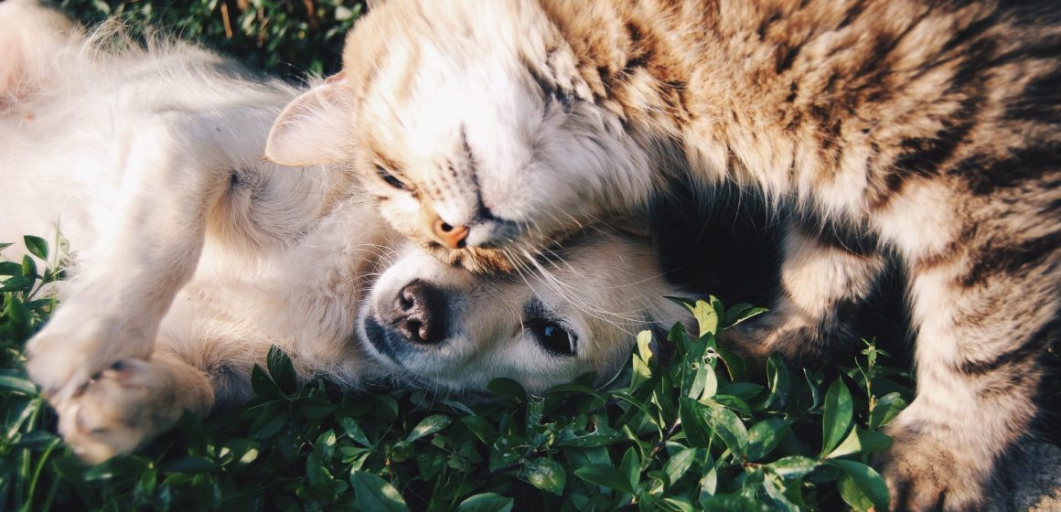 Câmara promove esterilização de cães e gatos