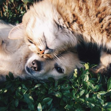 Campanha de Esterilização de animais de companhia em Almeirim