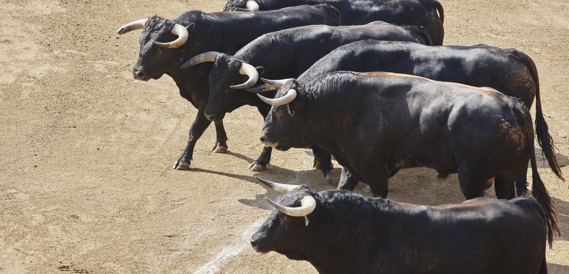 Corridas de toiros regressam a Alpiarça