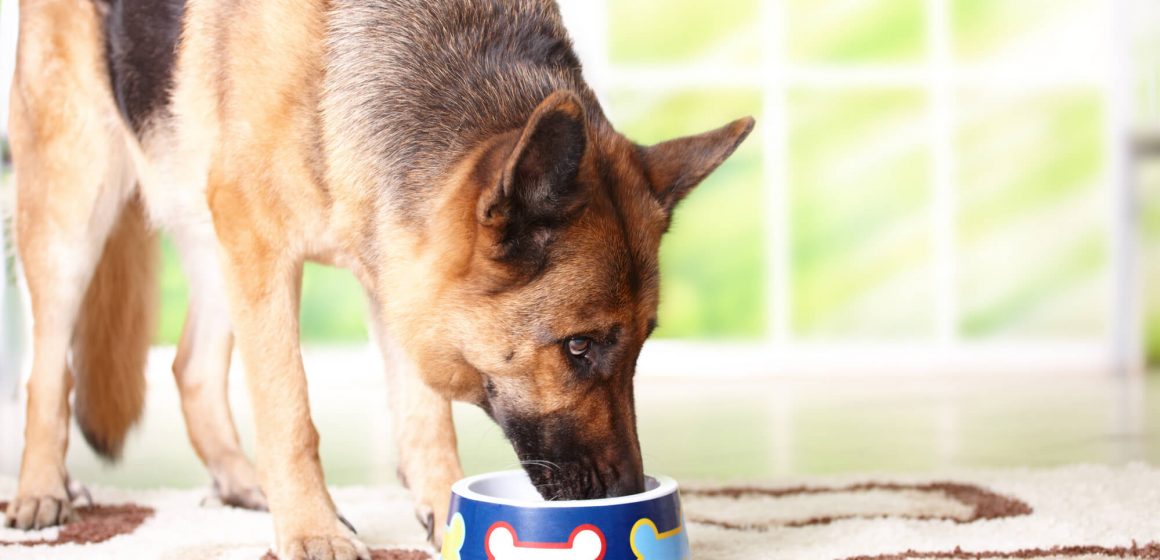 Alergia alimentar nos animais