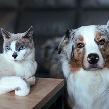 Câmara de Almeirim com campanha de vacinação antirrábica gratuita de cães