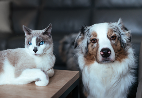 Câmara de Almeirim com campanha de vacinação antirrábica gratuita de cães