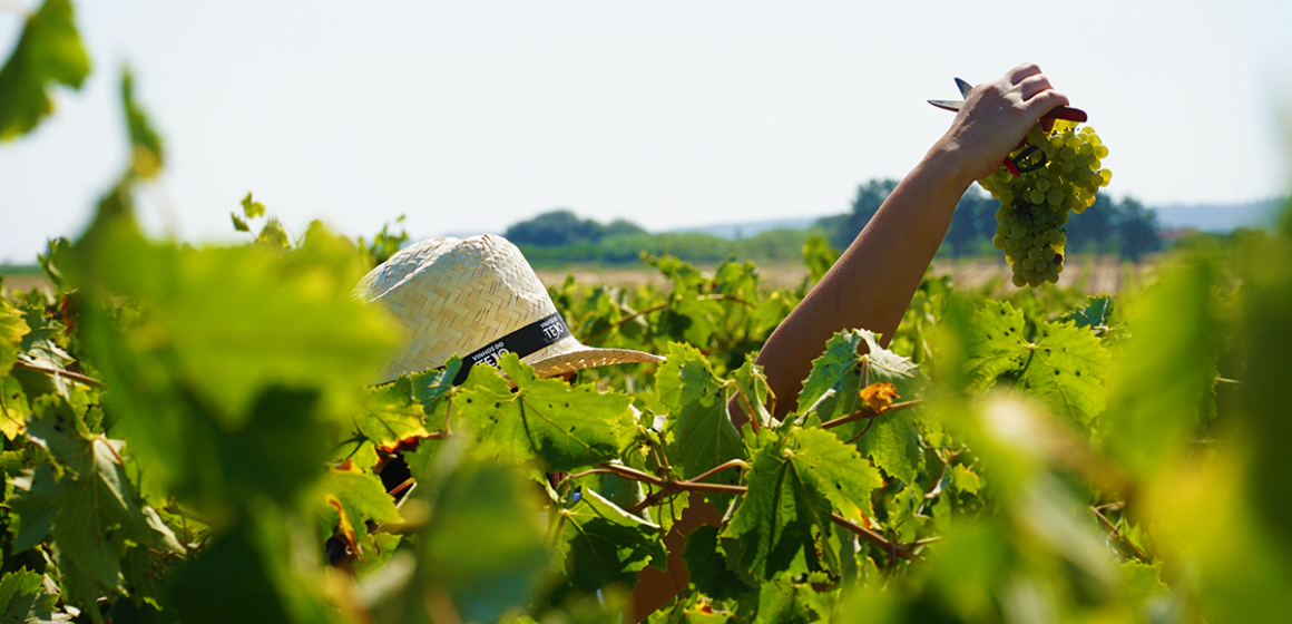 Vinhos do Tejo apostam na 3º edição da iniciativa “Tejo Academia”