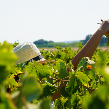 Oito vinhos de Almeirim premiados no concurso ‘The Grand International Wine Award’