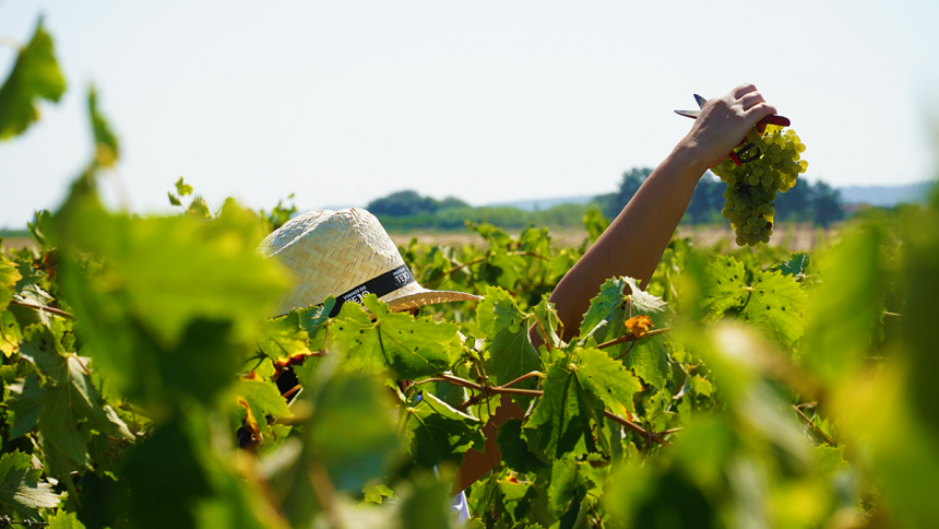 Vinhos do Tejo apostam na 3º edição da iniciativa “Tejo Academia”