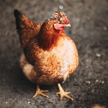 Criadores de galinhas poedeiras obrigados a registar animais em setembro