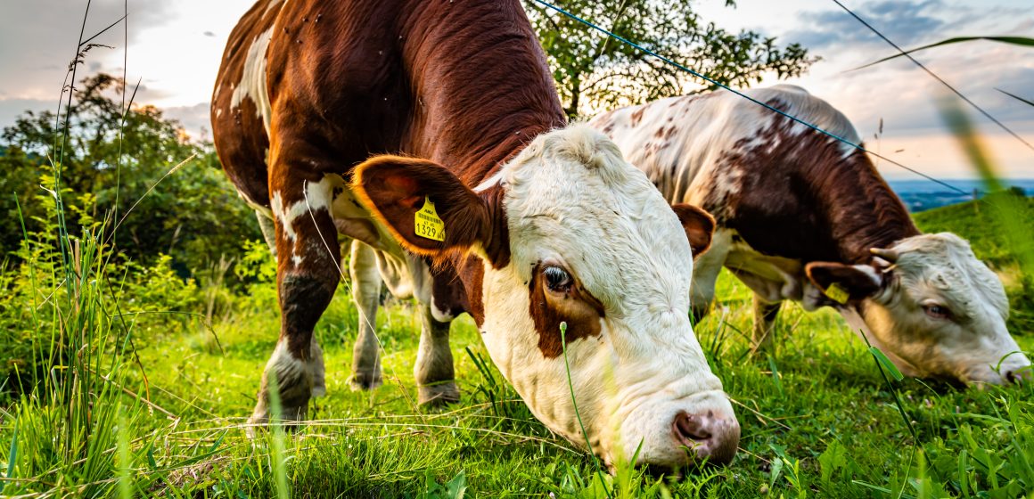 Agricultores ribatejanos enviam 10 toneladas de alimentos para animais em Gouveia