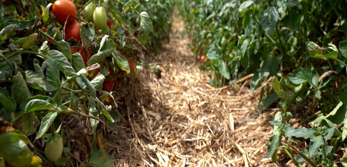 Projeto pioneiro aplica princípios da Agricultura de Conservação à cultura do tomate para indústria