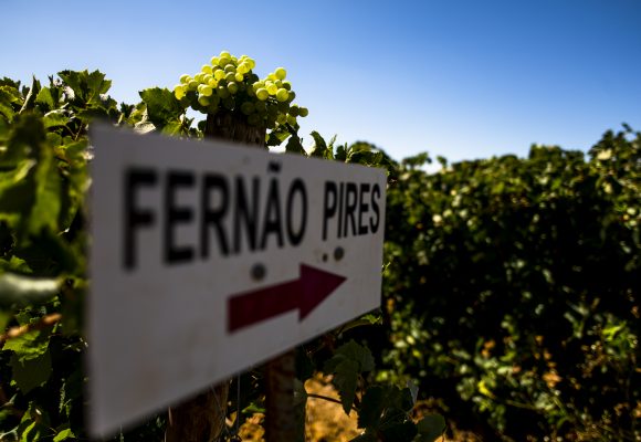 Dia da Casta Fernão Pires celebrado no dia 20 de junho em Almeirim
