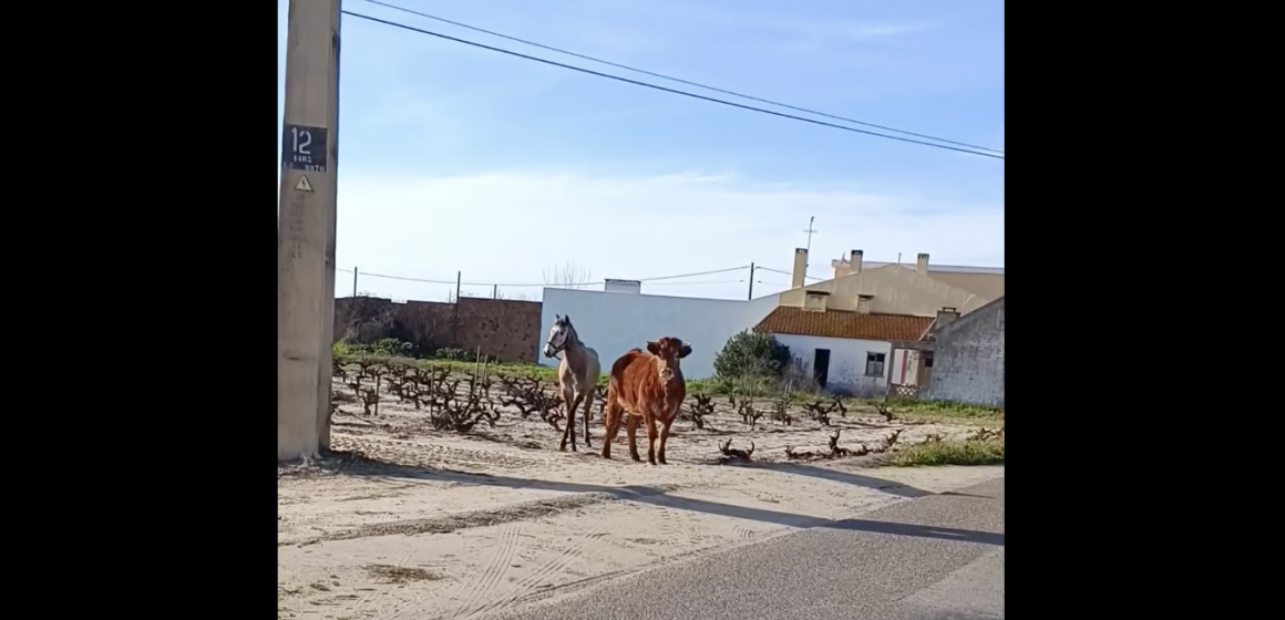 Boi e cavalo à solta em Vale Barrocas (c/vídeo)