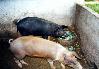 Matança do porco como antigamente