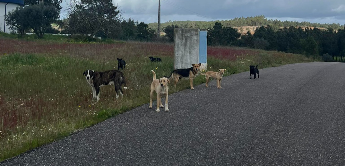 Matilha de cães provoca onda de “medo” em Paço dos Negros