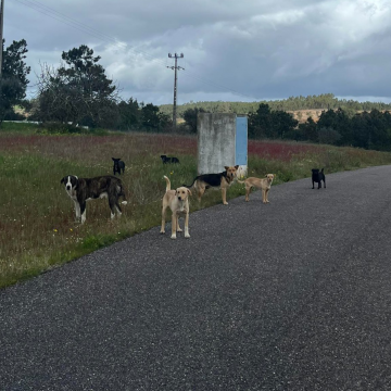 Matilha de cães provoca onda de “medo” em Paço dos Negros